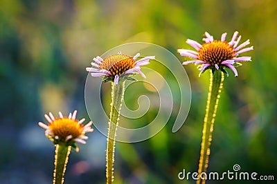 Backlit purple coneflowers Stock Photo