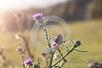 Backlit purple cotton thistle flower in the meadow Stock Photo