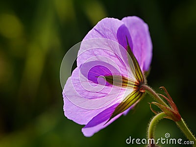 Backlit Purple Geranium Flower Stock Photo