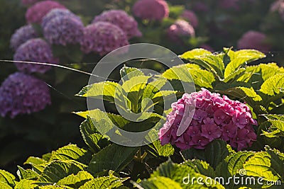 Backlit purple hortensia flowers Stock Photo