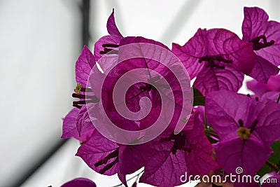 Backlit purple petals Stock Photo