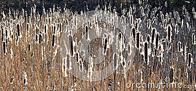 Backlit seeding Bulrushes silhouetted by a low sun Stock Photo