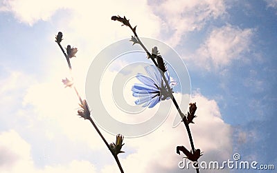 A lovely blue flower against a clouded sky Stock Photo