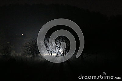 Backlit silhouettes of trees in the dark. Mysterious beauty Stock Photo