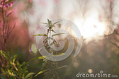 Backlit stinging nettle Urtica dioica Stock Photo