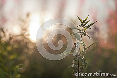 Backlit stinging nettle Urtica dioica Stock Photo