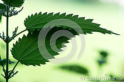 Backlit stinging nettle (Urtica dioica) leaves Stock Photo