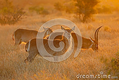 Backlit waterbuck antelopes - Kruger National Park Stock Photo