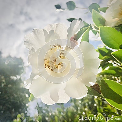 Backlit white rose flower, square photo. Stock Photo