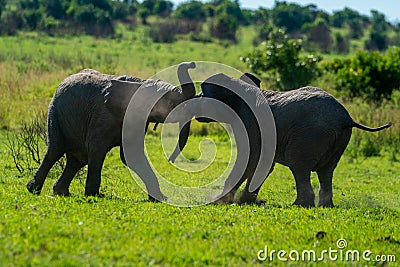 Backlit young elephants play fight on grass Stock Photo