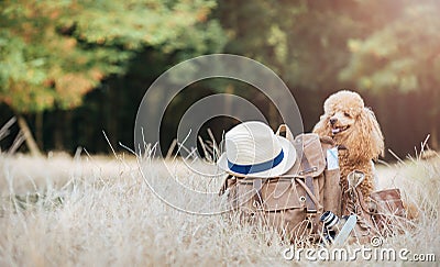 Backpack with dog. Concept of travel. Stock Photo