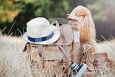 Backpack with dog. Concept of travel. Stock Photo