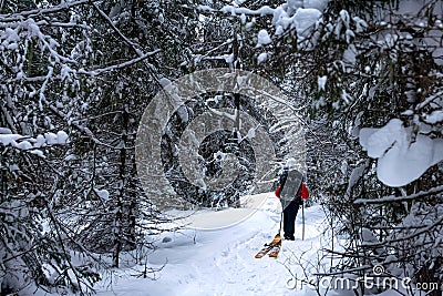 Backpacker walks along a path in a winter forest, dragging his skis behind him Editorial Stock Photo