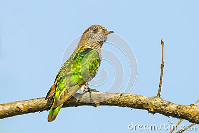 Backside of Female Asian Emerald Cuckoo Stock Photo