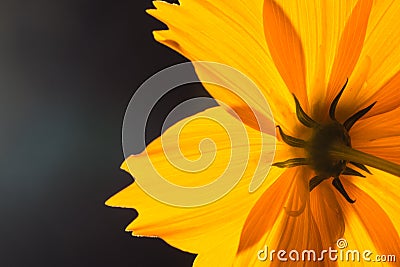 Backside of macro shot yellow flower on black background. Stock Photo