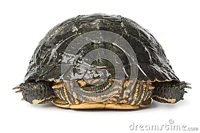 Backside of a single water turtle Stock Photo