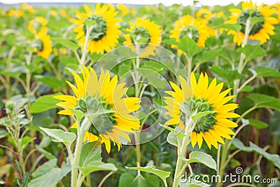 Backside of sunflower Stock Photo