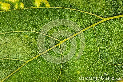 Backside of a sunflower green leaf close up telephoto shot Stock Photo