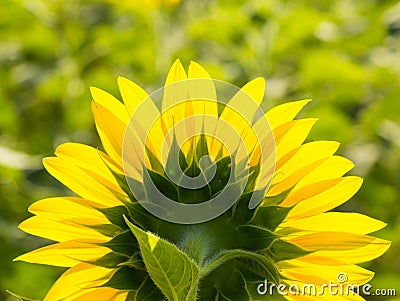 Backside of sunflower petal Stock Photo