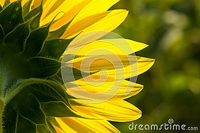 Backside of sunflower petal closeup Stock Photo