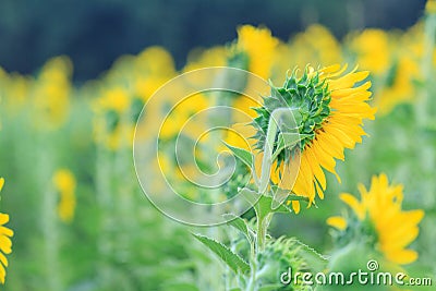 Backside of Sunflower Stock Photo