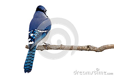Backside view of a bluejay perched on a branch Stock Photo