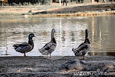 Backside view of flock of male mallards Stock Photo