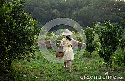 Backside young gardener Asia woman smiling and carrying the basket Thai in the honey tangerine oranges garden, Happiness and Stock Photo