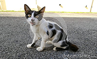 Backstreet Hungry Cat Stock Photo