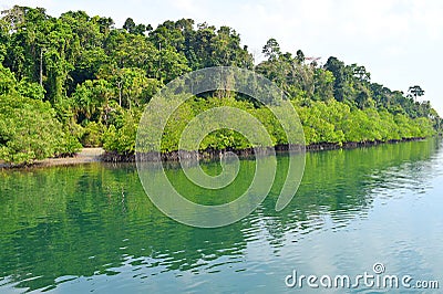 Backwater with Mangrove Forest on Bank with Clear Water - River on Great Andaman Trunk Road, Baratang Island, India Stock Photo