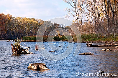 Backwater at the Tisza river,Hungary Stock Photo