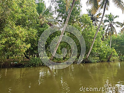 Backwaters of Kerala With Greenery Vector Illustration