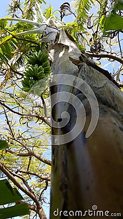 Backyard Banana Tree Stock Photo