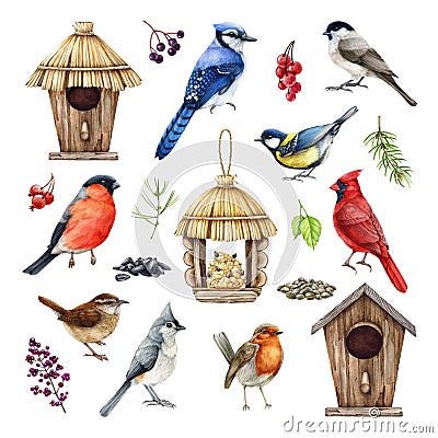 Backyard birds, birdhouse, feeder, natural elements illustration set. Hand drawn common garden birds. Realistic detailed Cartoon Illustration