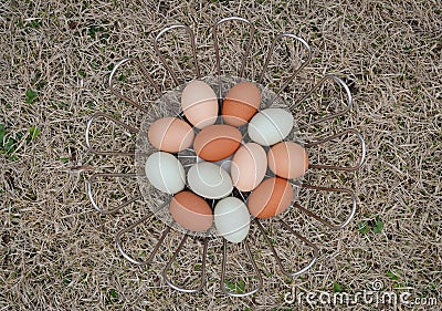 Backyard Chicken Eggs in metal basket on grass Stock Photo