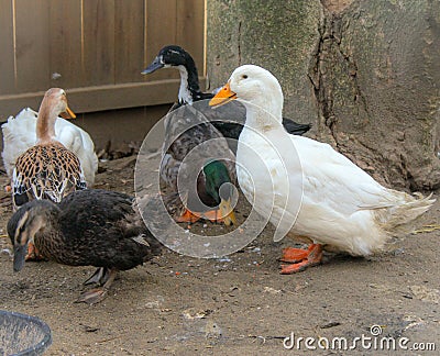 Backyard Ducks Stock Photo