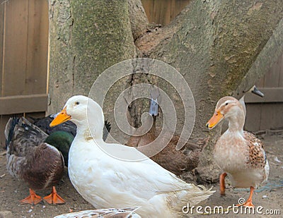 Backyard Ducks Stock Photo