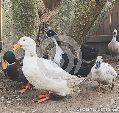 Backyard Ducks Stock Photo