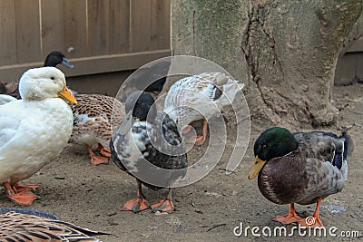 Backyard Ducks Variety Breeds Stock Photo