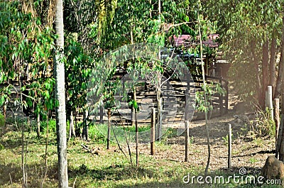 A small round wooden corral in the farm yard Editorial Stock Photo