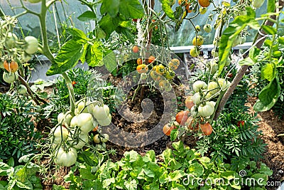 Backyard greenhouse made of foil standing on the grass behind the house, visible young tomato bushes. Stock Photo