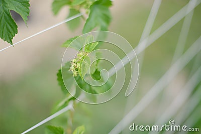 Backyard Hops 1 Stock Photo