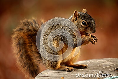 Backyard image of a brown squirrel feeding Stock Photo