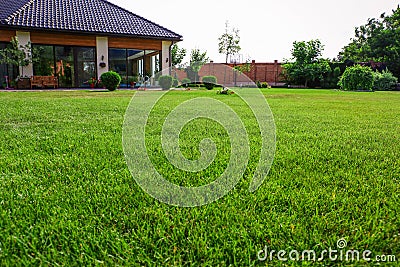 Backyard with lush green grass on sunny day, closeup Stock Photo