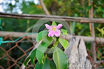 The flower of pereskia grandifolia Stock Photo