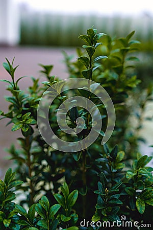 Backyard shrub. Hedge. A small plant with green leaves. Stock Photo