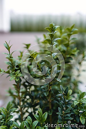 Backyard shrub. Hedge. A small plant with green leaves. Stock Photo