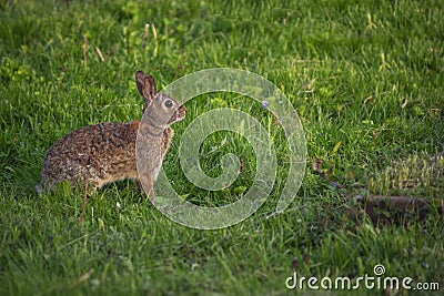 Backyard Spring Bunny in Grass Stock Photo