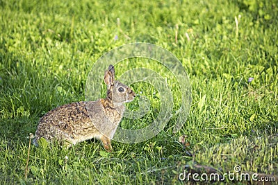 Backyard Spring Bunny in Grass Stock Photo