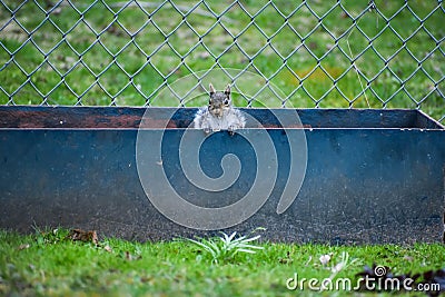 Backyard Squirrel Peeking out of Flowerbox Stock Photo